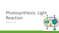 Photosynthesis: Light Reaction