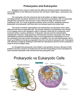 Prokaryotes and Eukaryotes Side 1