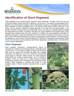 Identification of Giant Hogweed