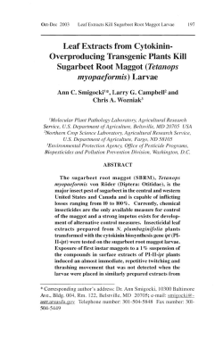 Leaf Extracts from Cytokinin Overproducing Transgenic Plants Kill