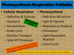 Photosynthesis/Respiration Foldable