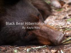 Bear Hibernation - BearBonesLHSBiologyProject