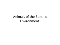 Animals of the Benthic Notes