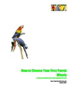How to Choose Your First Parrot Wisely
