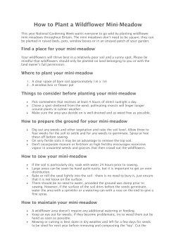 How to Plant a Wildflower Mini-Meadow