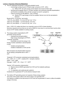 Overview of Exercise Metabolism The ATP dependent processes in