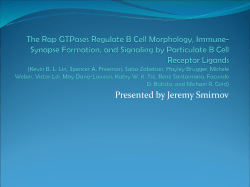 The Rap GTPases Regulate B Cell Morphology, Immune