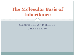 The Molecular Basis of Inheritance