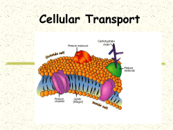 cellular transport