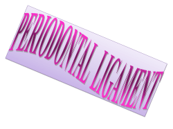 PERIODONTAL LIGAMENT Periodontium