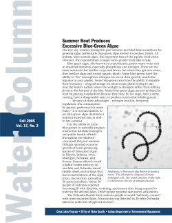 Summer Heat Produces Excessive Blue-Green Algae