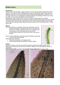 6.e. Elodea Leaves