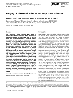Imaging of photo-oxidative stress responses in leaves