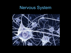 Nervous System