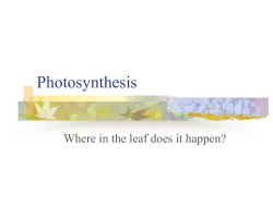 Photosynthesis!