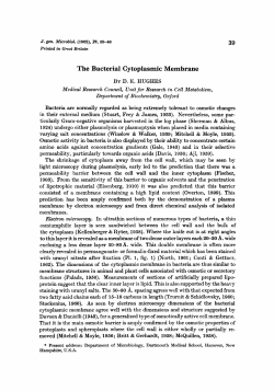 The Bacterial Cytoplasmic Membrane