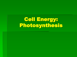 Cell Energy: Photosynthesis and Respiration