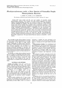 Rhodopseudomonas vutila, a New Species of Nonsulfur Purple