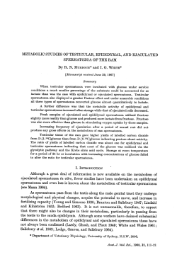 METABOLIC STUDIES OF TESTICULAR, EPIDIDYMAL, AND