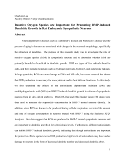 Reactive Oxygen Species are Important for Promoting BMP