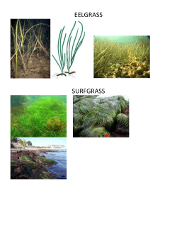 Biological-Productivity-and-Energy-Transfer