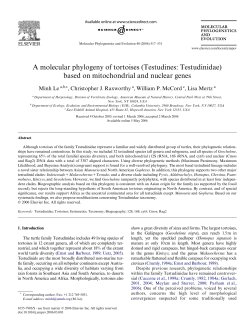 A molecular phylogeny of tortoises (Testudines: Testudinidae