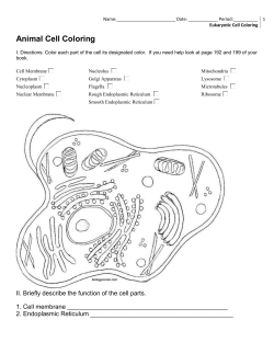 Eukaryotic Cell Coloring