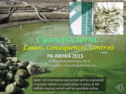 Cyanobacteria - PA-AWWA