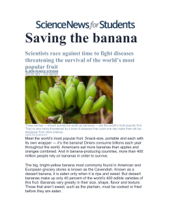 Saving the banana Scientists race against time to fight diseases