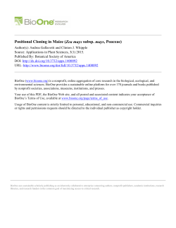 Positional Cloning in Maize (Zea mays subsp. mays, Poaceae)