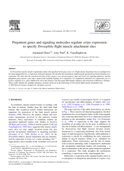 Prepattern genes and signaling molecules regulate stripe