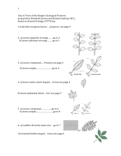 Click here to the RU EcoPreserve Tree Key