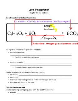 An Overview of Cellular Respiration