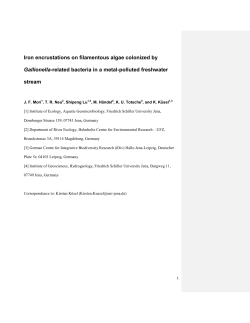 Iron encrustations on filamentous algae colonized by Gallionella