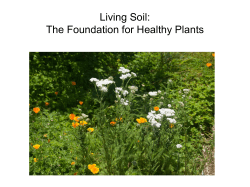 Living Soil: The Foundation for Healthy Plants
