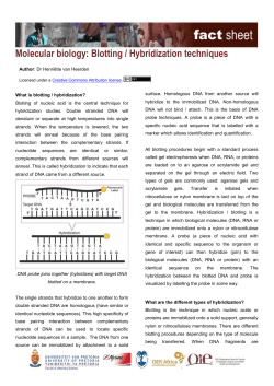 hybridization_fs