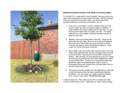 Maintaining Newly Planted Trees While Conserving Water