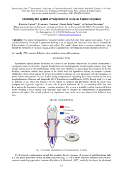 Modelling the spatial arrangement of vascular bundles in plants