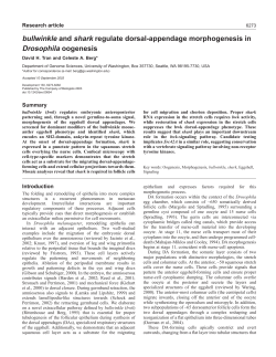 bullwinkle and shark regulate dorsal