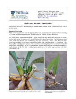 Monk Orchid.pub - Lee County Extension