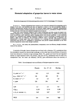 Stomatal adaptation of grapevine leaves to water stress