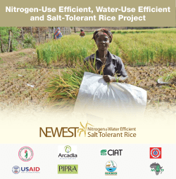 Nitrogen-Use Efficient, Water-Use Efficient and Salt