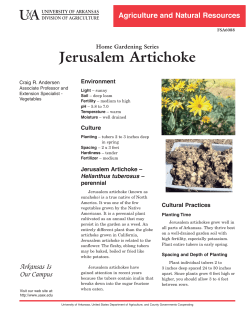 Jerusalem Artichoke - University of Arkansas Division of Agriculture