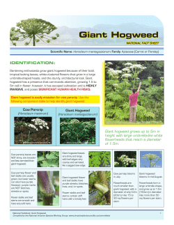 Giant Hogweed - Invasive Species Council of BC