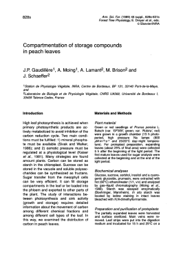 Compartmentation of storage compounds in peach leaves