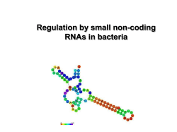Regulation by small non-coding RNAs in bacteria