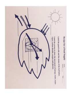 Photosynthesis Fruit Loops