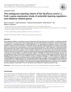 The ambiguous ripening nature of the fig