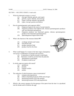 MS Word Docx