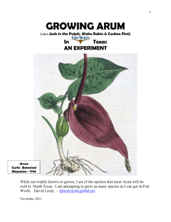 Arum hygrophilum